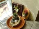 Grup de 3 tillandsia