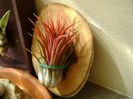 Tillandsia ionantha rubra