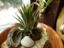 Tillandsia ionantha