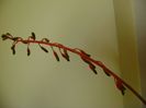Gasteria glomerata , tija florala