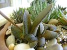 Gasteria glomerata
