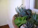 Haworthia cymbiformis