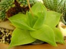 Haworthia cymbiformis