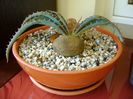 Aloe suprafoliata