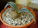 Aloe suprafoliata