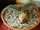 Aloe suprafoliata