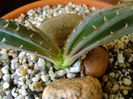 Aloe suprafoliata