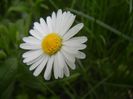 Bellis perennis (2018, April 15)