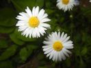 Bellis perennis (2018, April 24)