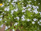 Myosotis alpestris (2018, April 17)