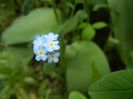 Myosotis alpestris (2018, April 24)