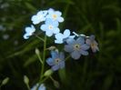 Myosotis alpestris (2018, April 24)