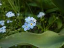 Myosotis alpestris (2018, April 29)