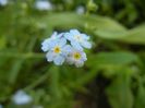 Myosotis alpestris (2018, April 29)