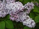 Lilac Ruhm von Horstenstein (`18,Apr.27)