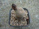 Reicheocactus pseudoreicheanus Backeb. 1942.