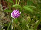 Allium Purple Sensation (2018, April 29)