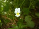 Viola arvensis_Field Pansy (2018, Apr.29)