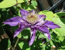 4 mai, clematis multi blue