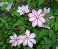 clematis Betty Risdon