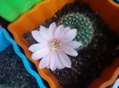 Rebutia Senilis