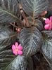 thumbnail (79) Pink Panther
