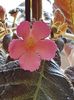 thumbnail (84) Pink Panther