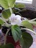 Violete Africane