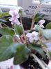 Violete Africane