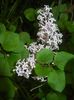 Syringa patula Miss Kim (2018, Apr.30)