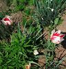 Nuovo_1_Photo7367