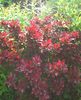 Nuovo_1_Photo7414