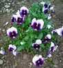 Nuovo_1_Photo7419