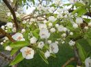 Pear Tree Blossom (2018, April 13)