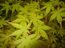 Acer palmatum Katsura (2018, April 17)
