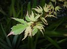 Acer palmatum Butterfly (2018, Apr.27)