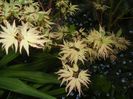 Acer palmatum Butterfly (2018, Apr.27)