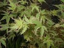 Acer palmatum Butterfly (2018, Apr.27)