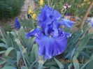 purple ritz