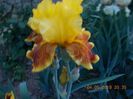 fanfaron