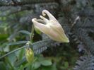Aquilegia White (2018, April 24)
