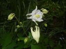 Aquilegia White (2018, April 24)