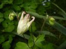 Aquilegia White (2018, April 24)