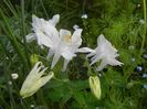 Aquilegia White (2018, April 29)