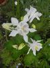 Aquilegia White (2018, April 29)