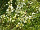rosa hugonis