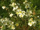 rosa hugonis