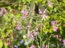 lychnis flos cuculi