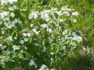 viburnum tomentosum