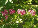 crataegus laevigata Punicea